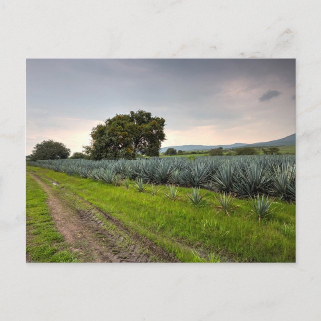 Postal Paisaje De Agave Azul (Anverso)
