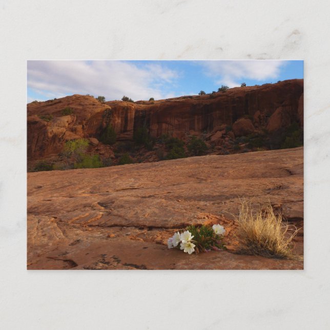 Postal Paisaje de Arches Slickrock and Evening Primrose (Anverso)
