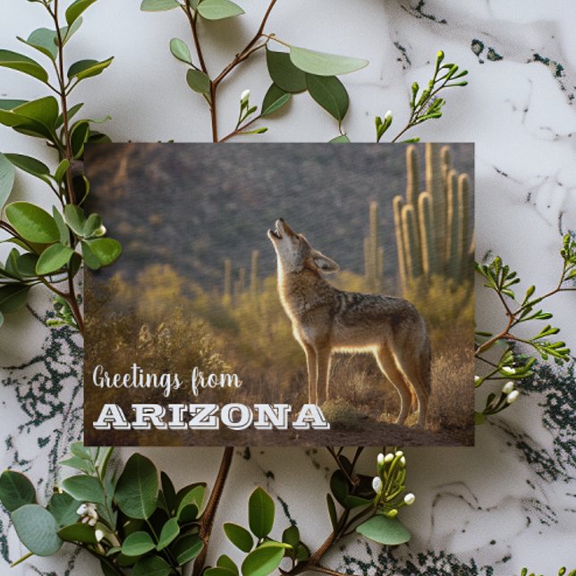Postal Paisaje de Arizona Coyote Desierto Cactus (Subido por el creador)
