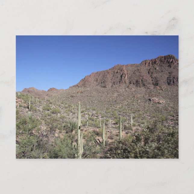 Postal Paisaje de Cactus (Anverso)