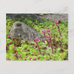 Postal Paisaje de hadas