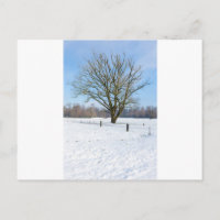 Paisaje de invierno nevado con árbol desnudo y cie