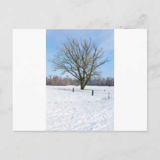 Postal Paisaje de invierno nevado con árbol desnudo y cie