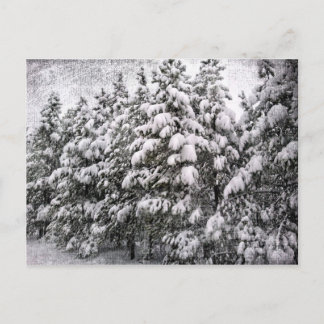 Postal Paisaje de nieve negro y blanco, coníferas, CO