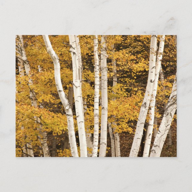 Postal paisaje de otoño, Vermont, EE. UU. (Anverso)