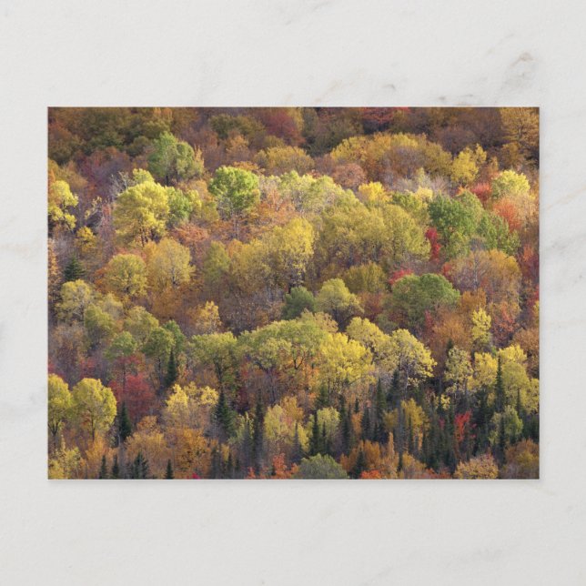 Postal paisaje de otoño, Vermont, EE. UU. 2 (Anverso)