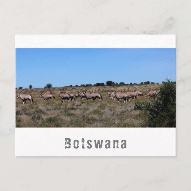 Postal Paisaje de Sabana con Animales Salvajes Oryx de Bo (Anverso)