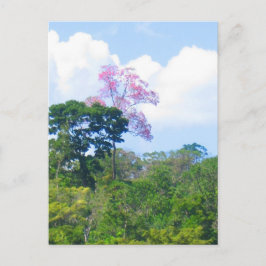 Postal Paisaje de selva de Árbol rosa Venezuela