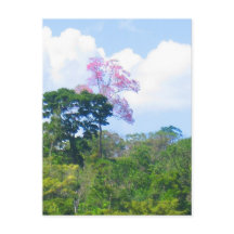 Paisaje de selva de Árbol rosa Venezuela