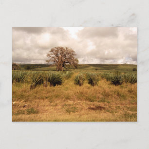Postal Paisaje de Senegal