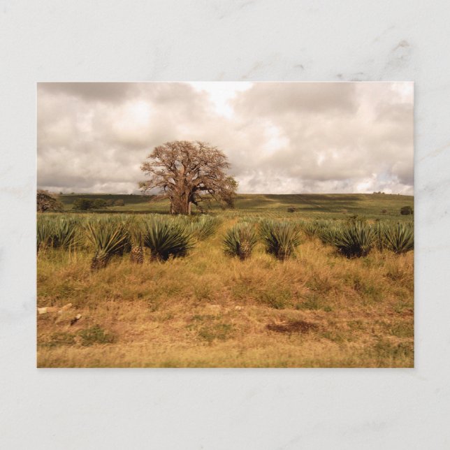 Postal Paisaje de Senegal (Anverso)