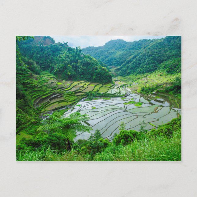 Postal Paisaje de terraza de arroz, Filipinas (Anverso)