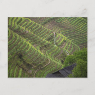 Postal Paisaje de terrazas de arroz en la montaña,