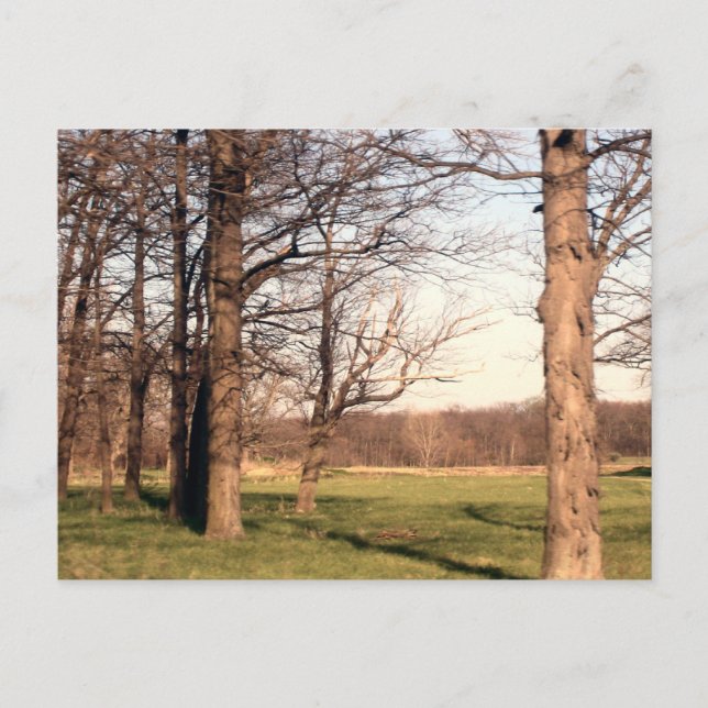 Postal Paisaje del árbol (Anverso)