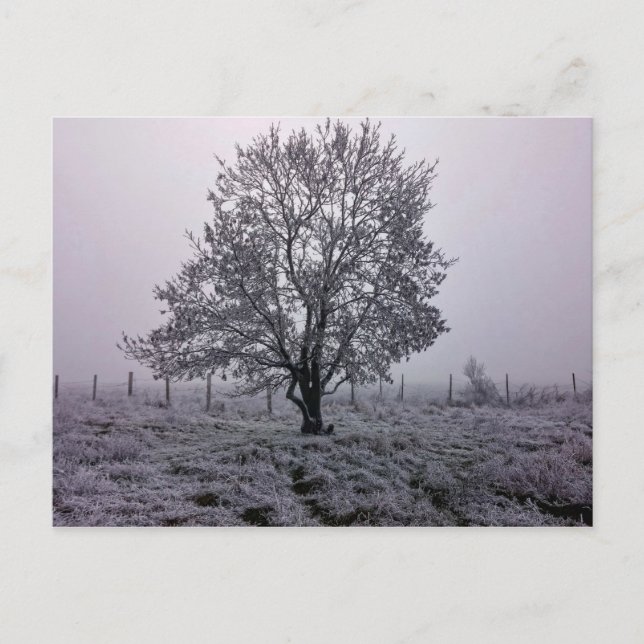 Postal Paisaje del árbol de invierno (Anverso)