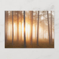 Paisaje del bosque de pinos