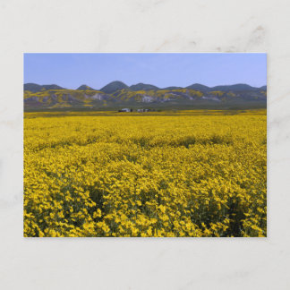 Postal Paisaje del campo de las flores silvestres amarill