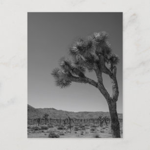 Postal Paisaje del desierto de Joshua Tree - Parque nacio