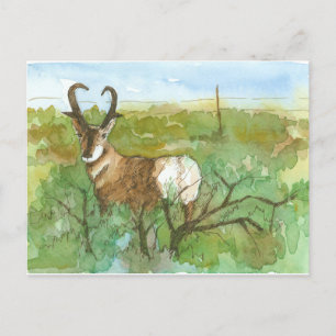 Postal Paisaje del desierto de Pronghorn Antelope