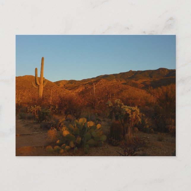 Postal Paisaje del desierto de Saguaro Sunset I Arizona (Anverso)