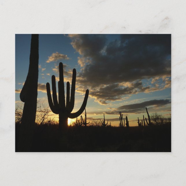 Postal Paisaje del desierto de Saguaro Sunset II Arizona (Anverso)
