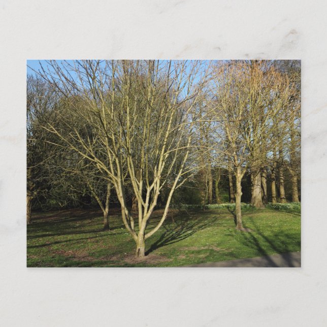 Postal Paisaje en el parque a principios de primavera (Anverso)