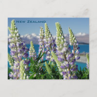 Paisaje florido de Lupine Nueva Zelanda