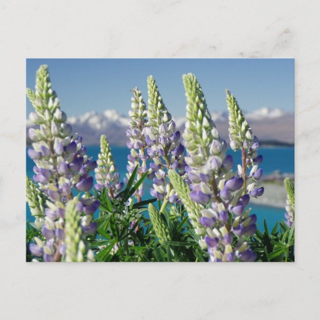 Postal Paisaje florido de Lupine Nueva Zelanda (Anverso)