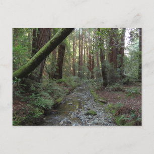 Postal Paisaje forestal de Muir Woods Stream