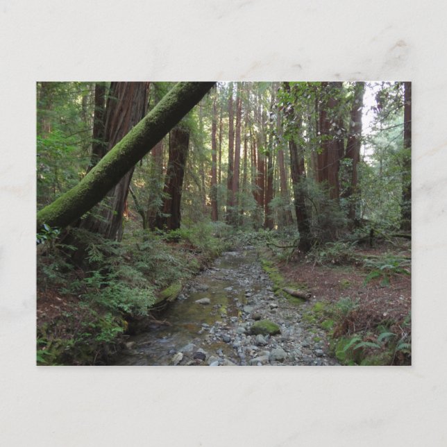 Postal Paisaje forestal de Muir Woods Stream (Anverso)