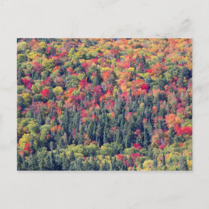 Postal Paisaje forestal de otoño