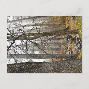 Postal Paisaje natural de Chipre Bosques Troodos