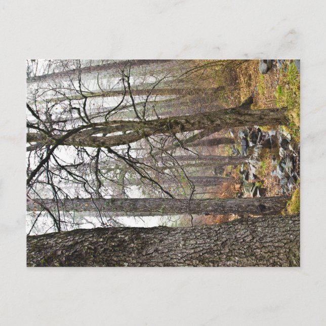 Postal Paisaje natural de Chipre Bosques Troodos (Anverso)