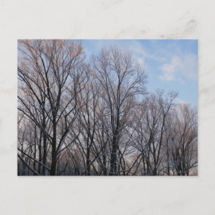 Postal Paisaje natural de la Mañana de Invierno III
