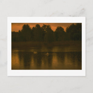 Postal Paisaje natural de los Cisnes de Sunset Lake Rain