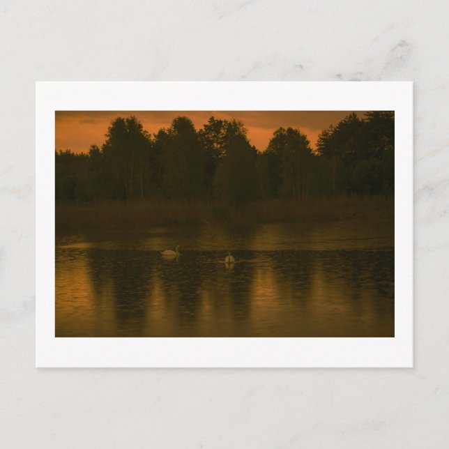 Postal Paisaje natural de los Cisnes de Sunset Lake Rain (Anverso)