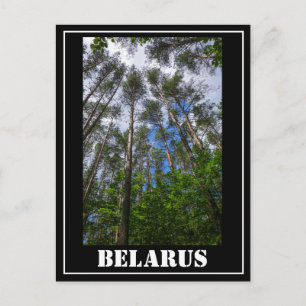Postal Paisaje natural Mira hacia arriba Bosque Bielorrus