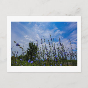Postal Paisaje natural Paisaje Flores de maíz de campo
