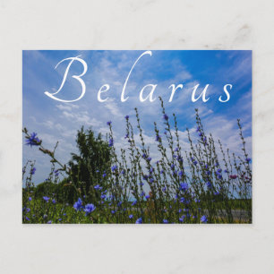 Postal Paisaje natural Paisaje Flores de maíz de campo