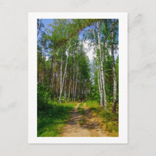 Postal Paisaje natural Paisaje paisaje Bosque Birch Bielo