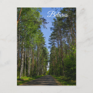 Postal Paisaje natural Paisaje paisaje Bosque Birch Bielo