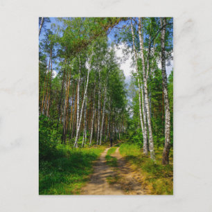 Postal Paisaje natural Paisaje paisaje Bosque Birch Bielo