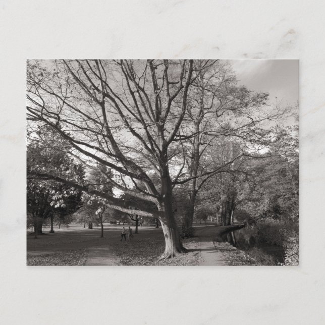 Postal Paisaje otoñal Bute Park Cardiff (Anverso)