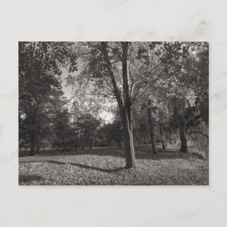 Postal Paisaje otoñal Bute Park Cardiff