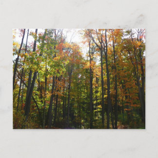 Postal Paisaje otoñal del bosque de otoño iluminado por e