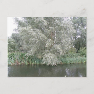 Postal paisajística de árbol blanco y río