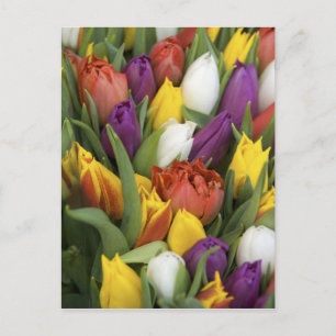 Postal Países Bajos, Holanda del Sur, Amsterdam