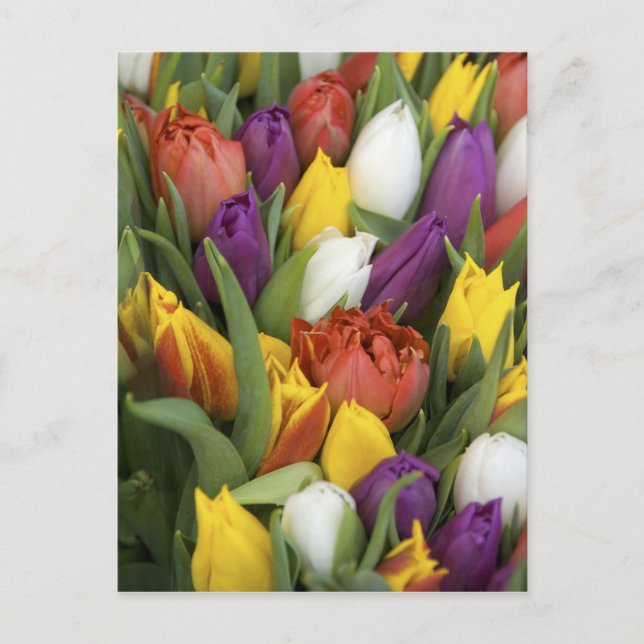 Postal Países Bajos, Holanda del Sur, Amsterdam (Anverso)