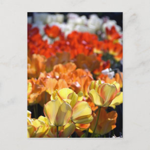 Postal Países Bajos (Holanda), Lisse. Keukenhof