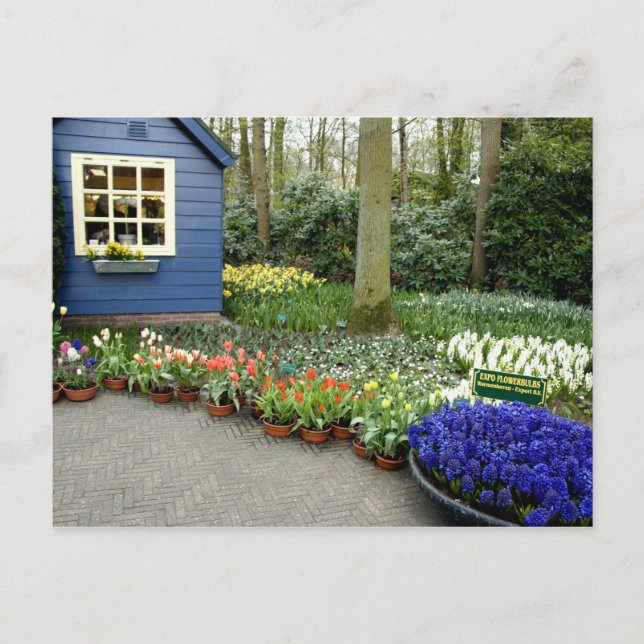 Postal Países Bajos (Holanda), Lisse. Keukenhof 11 (Anverso)